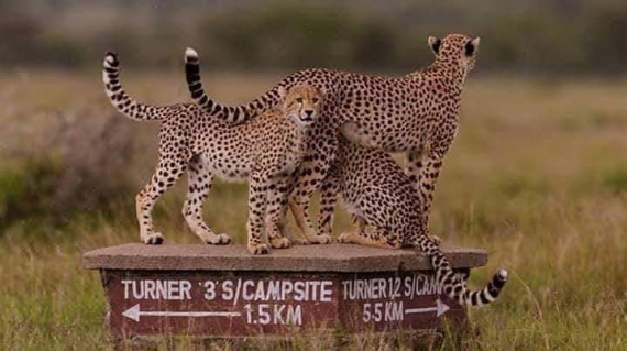 Cheetah & Her Cubs Serengeti