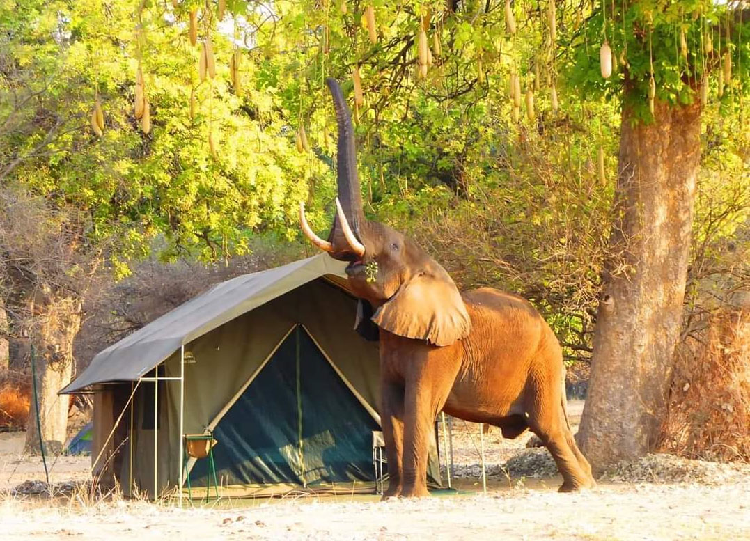 Elephant with Sausage Tree